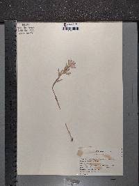 Castilleja coccinea image