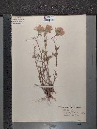 Castilleja coccinea image