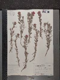 Castilleja foliolosa image