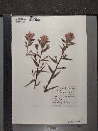 Castilleja rhexiifolia image