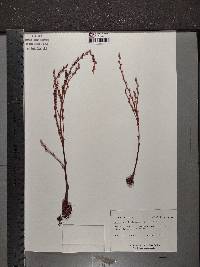 Epifagus virginiana image