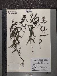 Melampyrum pratense image