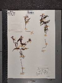 Melampyrum pratense image