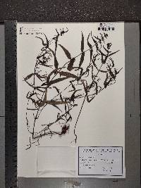 Melampyrum pratense image