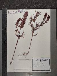 Melampyrum arvense image