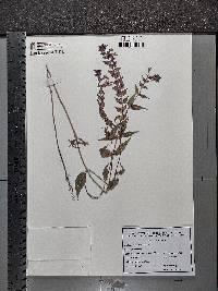 Melampyrum nemorosum image