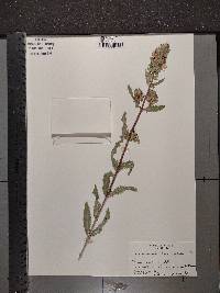 Pedicularis lanceolata image
