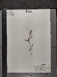 Pedicularis lapponica image