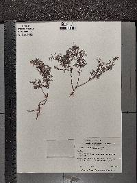 Oxalis frutescens image