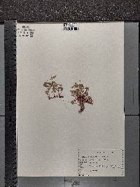 Oxalis florida image