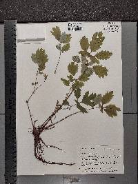 Chelidonium majus image