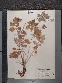 Chelidonium majus image