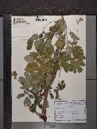 Chelidonium majus image