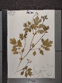 Chelidonium majus image