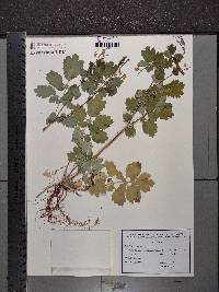 Chelidonium majus image