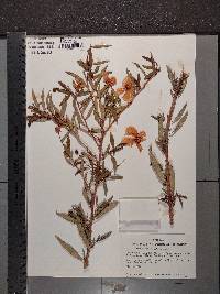 Dendromecon rigida image