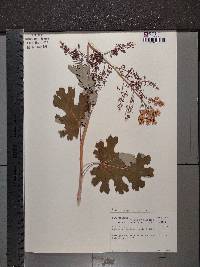Macleaya cordata image