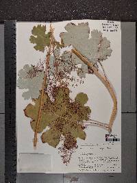Macleaya cordata image