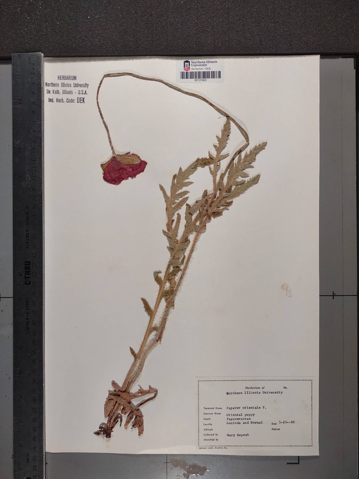 Papaver orientale image