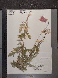 Papaver rhoeas image