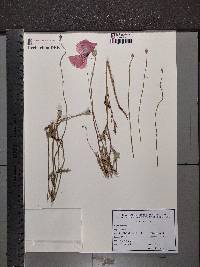 Papaver rhoeas image
