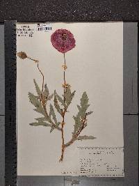 Papaver rhoeas image