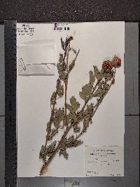 Romneya coulteri image