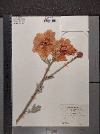 Romneya trichocalyx image