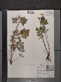 Chelidonium diphyllum image