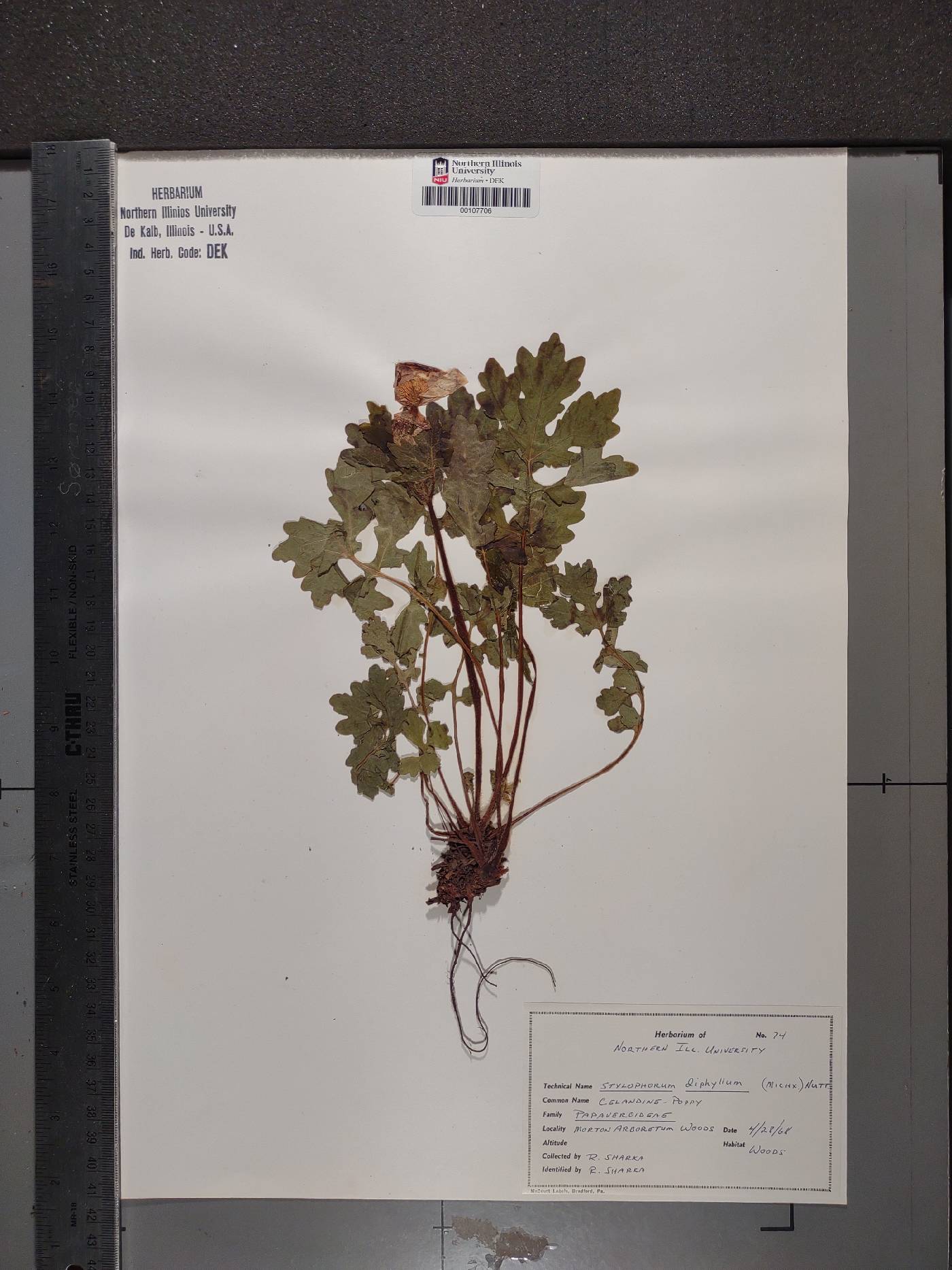 Chelidonium diphyllum image