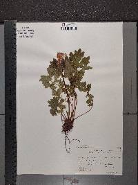 Image Associated With the Occurence