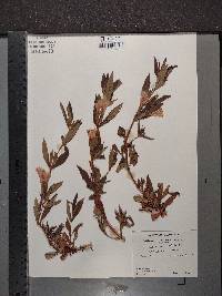 Diplacus calycinus image