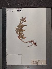 Mimulus alatus image