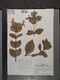 Erythranthe cardinalis image