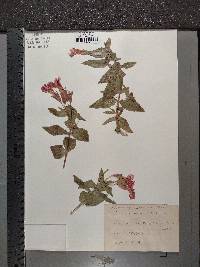 Erythranthe lewisii image