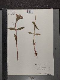 Erythranthe moschata image