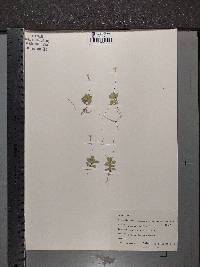 Erythranthe primuloides image