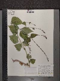 Phryma leptostachya image
