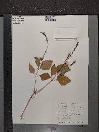 Phryma leptostachya image