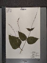 Phryma leptostachya image
