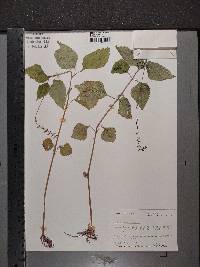 Phryma leptostachya image