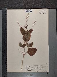 Phryma leptostachya image