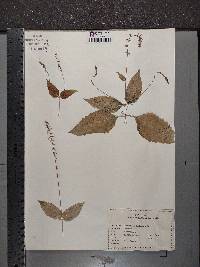 Phryma leptostachya image