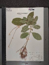 Petiveria alliacea image