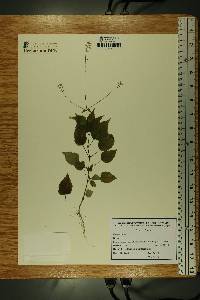 Circaea alpina image