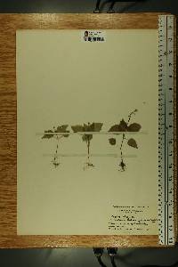 Circaea alpina image