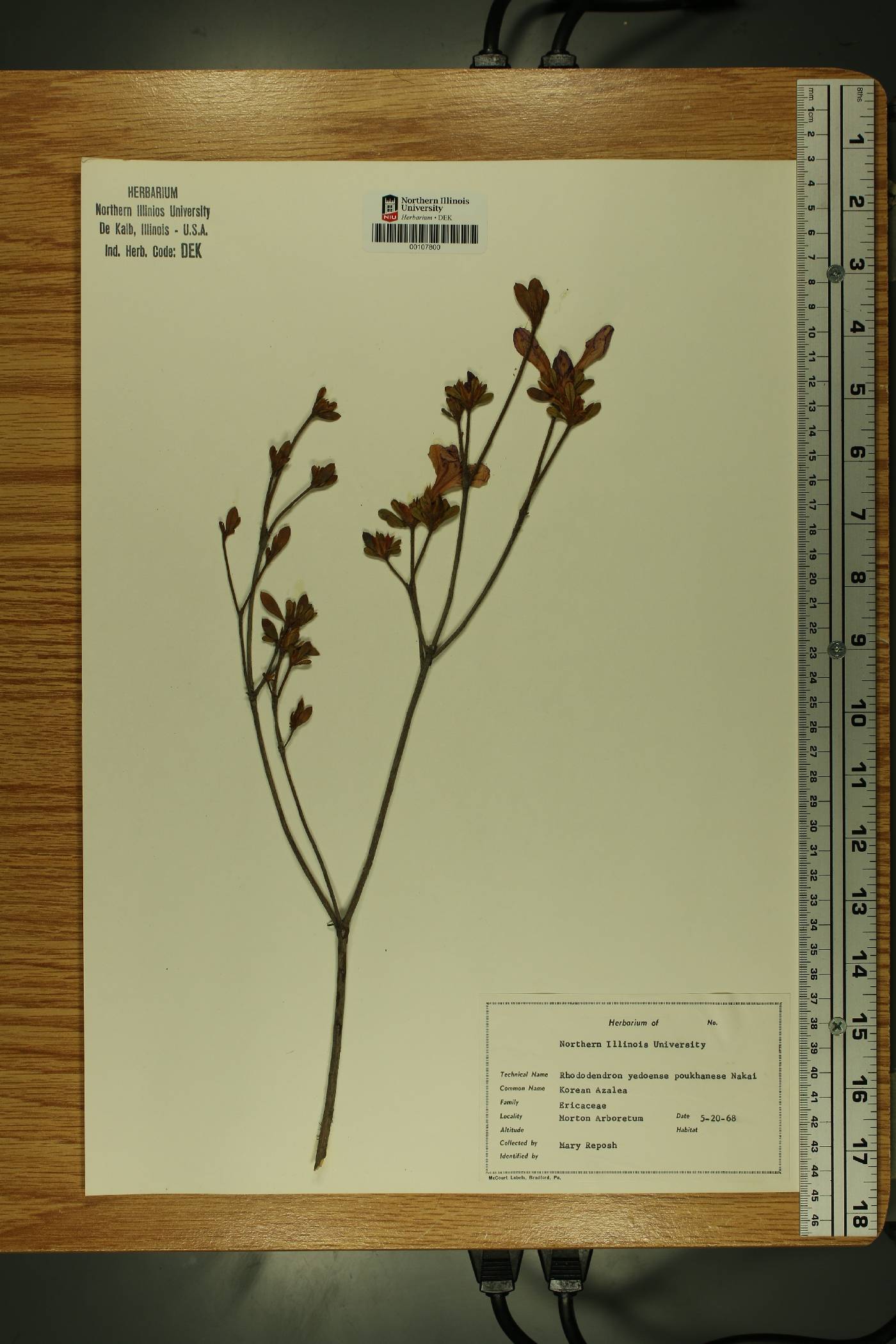 Rhododendron yedoense f. poukhanense image