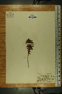 Vaccinium angustifolium image
