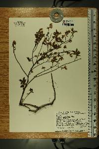Vaccinium angustifolium image