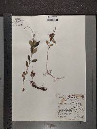 Peperomia humilis image